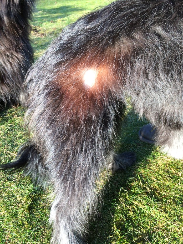 Hund Kahle Stellen Mit Schwarzen Punkten Kahle Stellen: Abhilfe mit Fellspray PES Proform - Forum Pferd & Hund